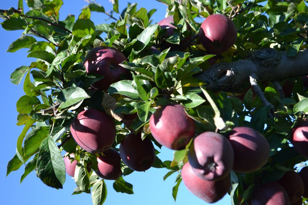 Apple Picking Toronto | Pumpkin Patch | Albion Orchards