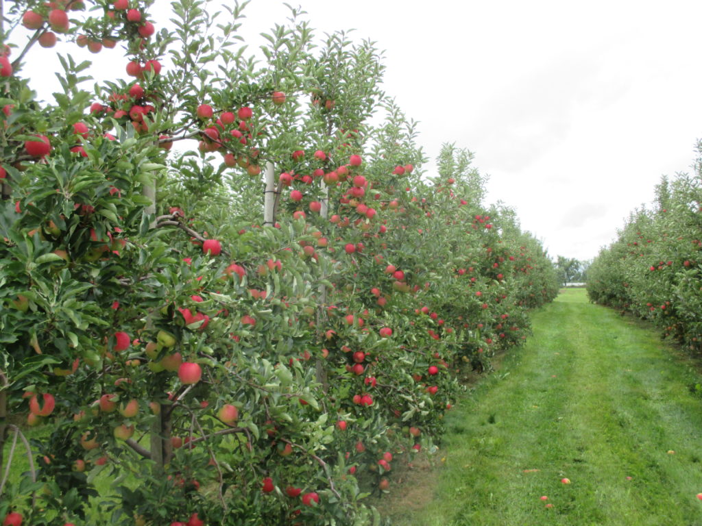 Apple Picking | Pick Your Own Apples | Albion Orchards