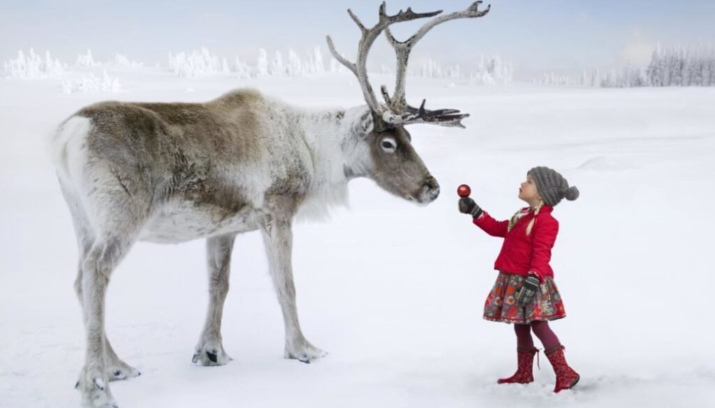 Reindeer love to eat Apples !