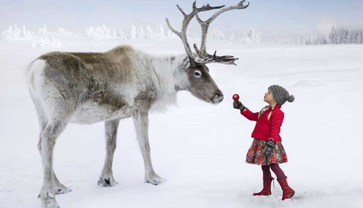 Reindeer love to eat Apples !