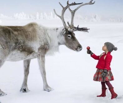 Reindeer love to eat Apples !