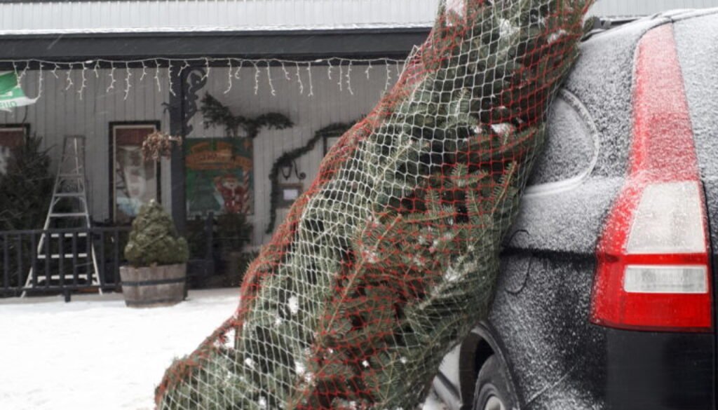 Sale on Fraser Fir Trees